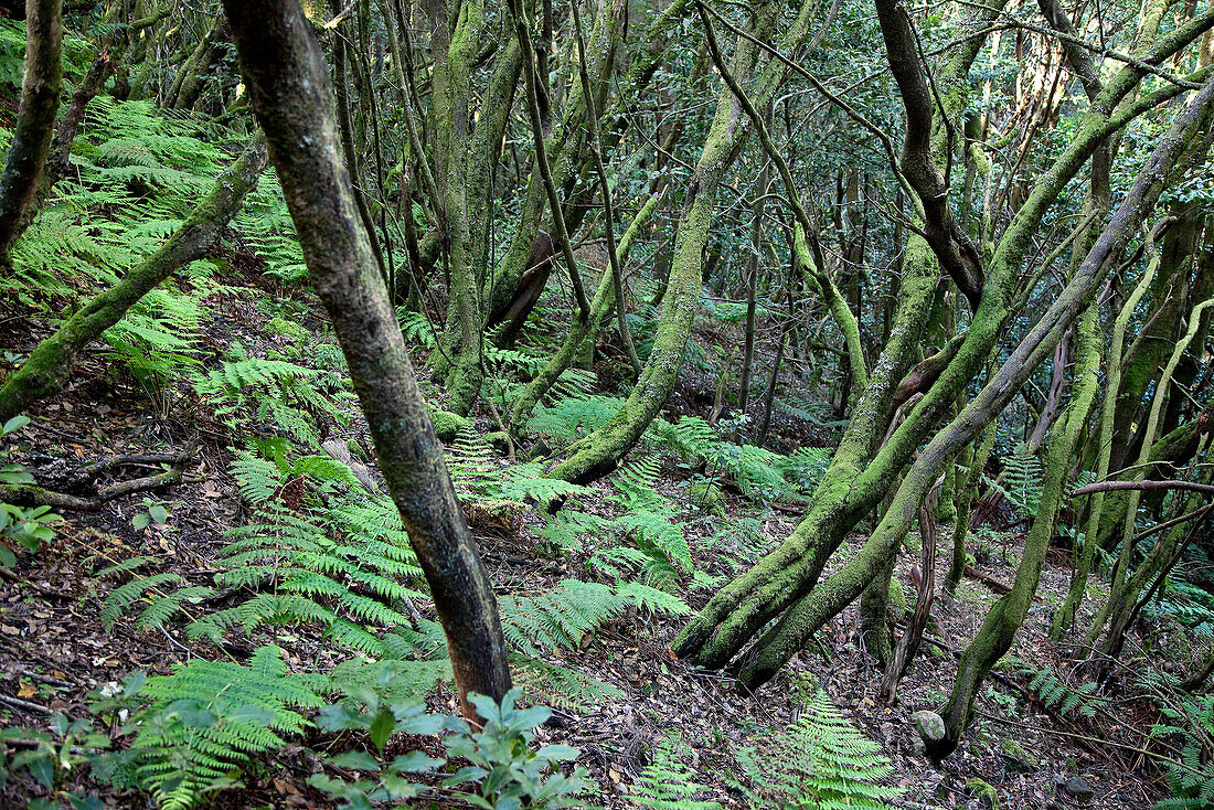 Thick laurel forest at Garajonay National Park, La Gomera, Canary Islands, Spain, Europe