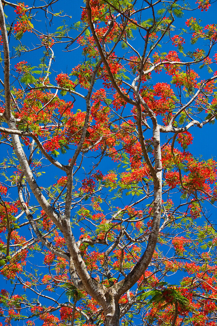 Flame Tree against the blue sky, Delonix regia, Havelock, Andaman Islands, India