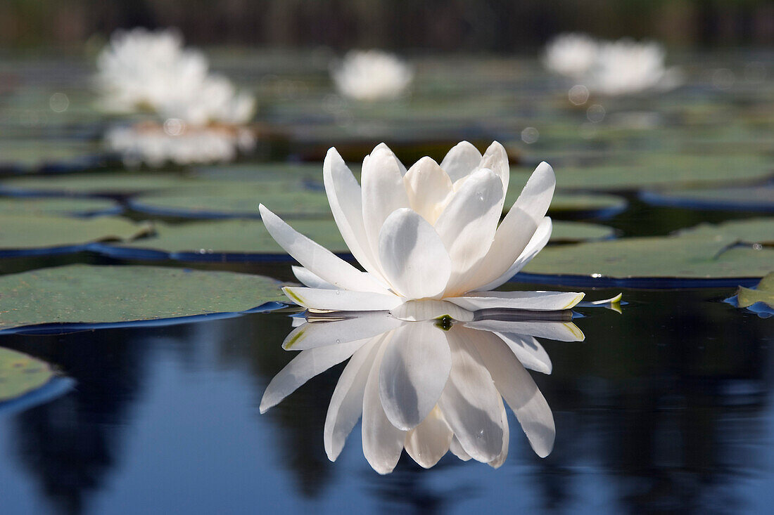 Seerosen, Nymphaea alba, auf Moorsee, Oberbayern, Deutschland