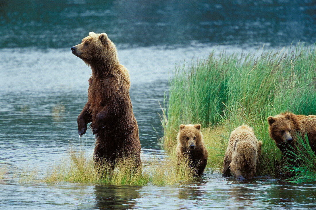 Braunbärenweibchen mit Jungen am Wasser, Alaska, USA