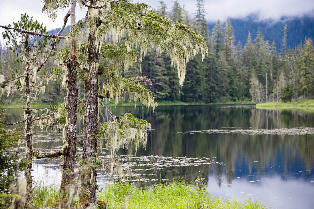 Trees standing at the shore of remote Crane Lake, Tongass National Forest, Mitkof Island, Southeast-Alaska, USA