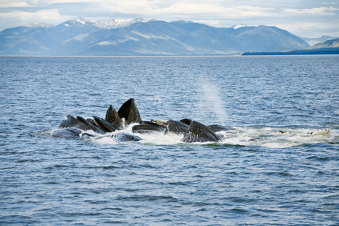 Buckelwale fressen, Megaptera novaeanglia, Inside Passage, Alaska, USA