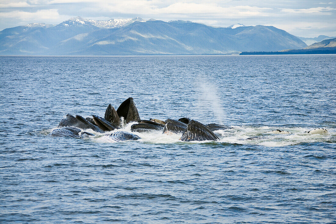 Humpback whales feeding, Megaptera novaeanglia, Inside Passage, Alaska, USA