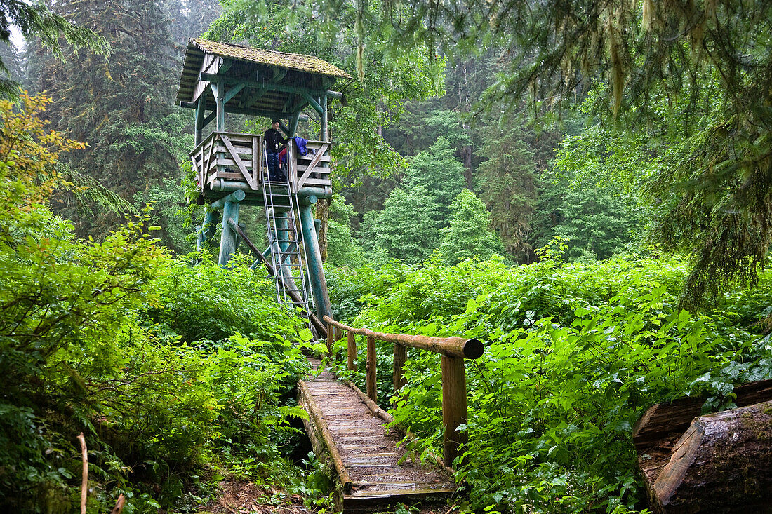 A man on a perch in the forest, Pack Creek, Tongass National Forest, Admiralty Island National Monument, Admiralty Island, Alaska, USA