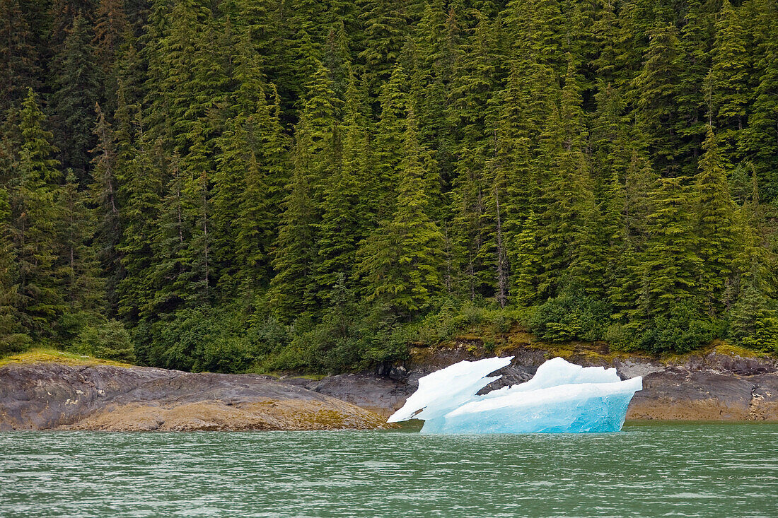 Icefloe in front of coastline with forest, Inside Passage, Southeast Alaska, USA