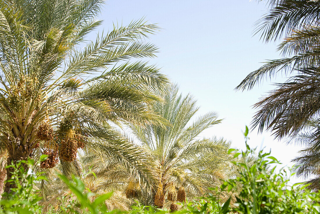 Date palms in the sunlight, Tozeur, Gouvernorat Tozeur, Tunisia, Africa