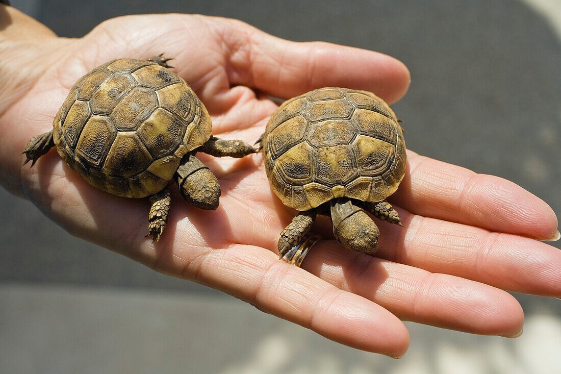Two little turtles showed on a hand, Croatia, Europe