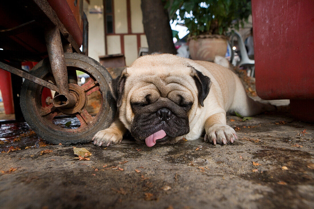 Möglicherweise der häßlichste Hund Asiens, vor dem Wat Arun, Tempel der Morgenröte, am westlichen Ufer vom Chao Phraya Fluss, Bangkok, Thailand, Asien