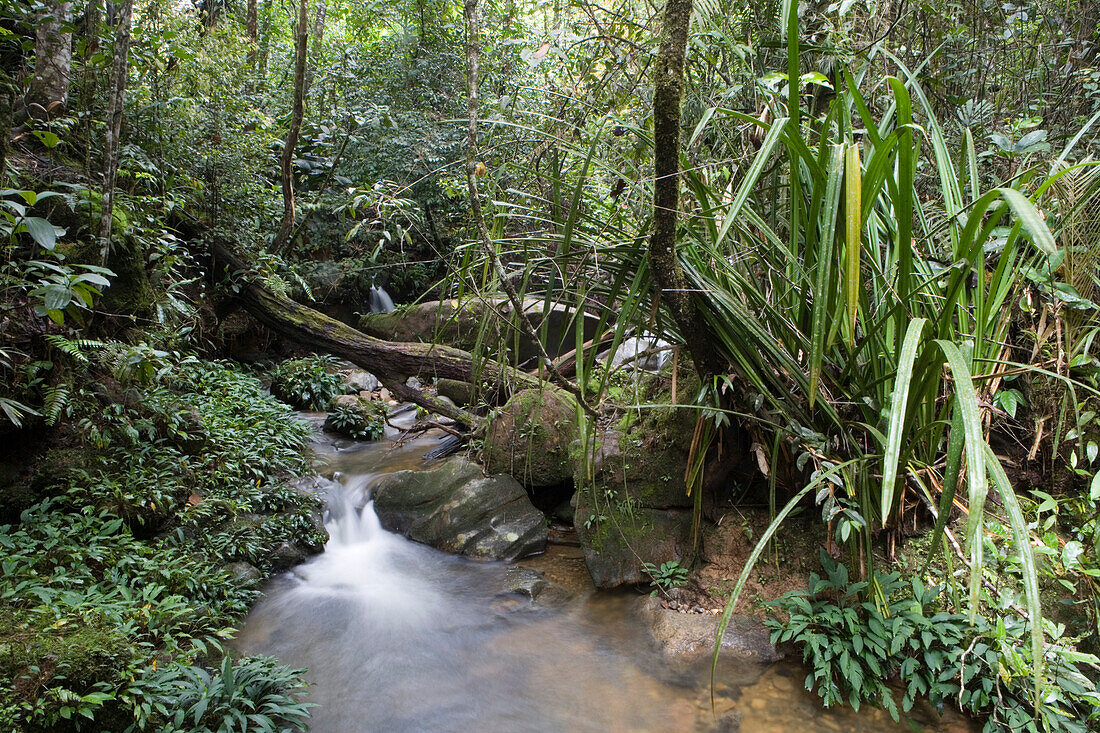 Fluss fließt durch Regenwald im Kinabalu Park, nahe Kota Kinabalu, Sabah, Borneo, Malaysia, Asien