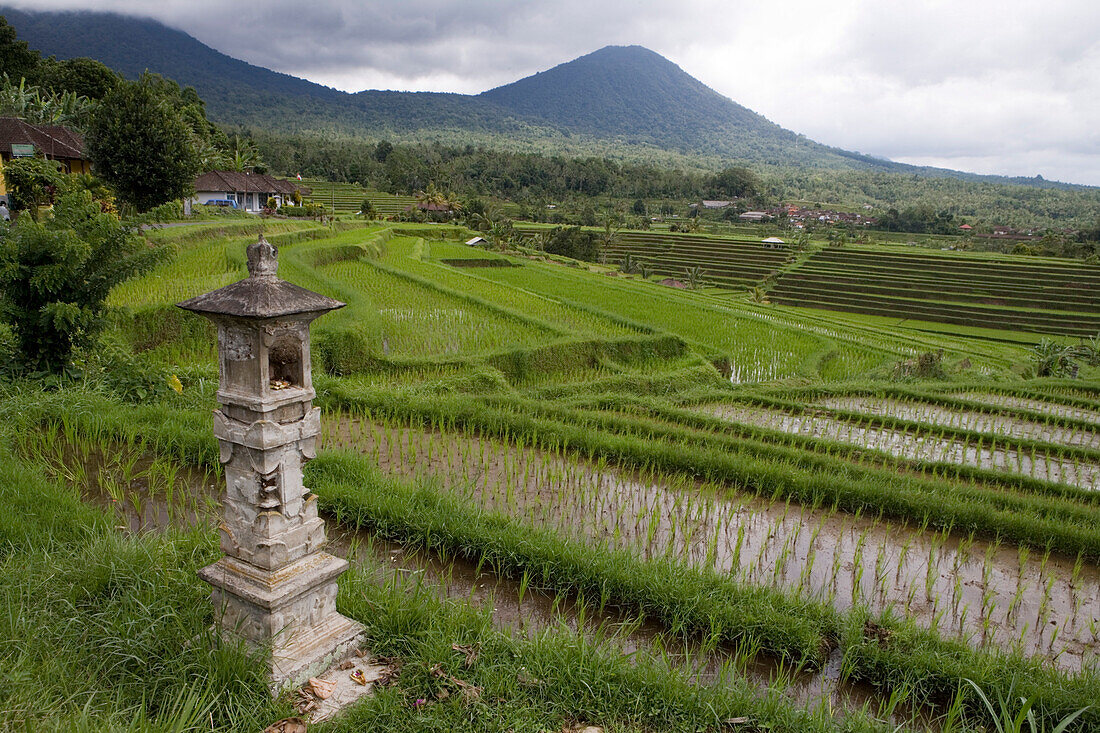 Reisfelder, Jatiluwih, Bali, Indonesien, Asien