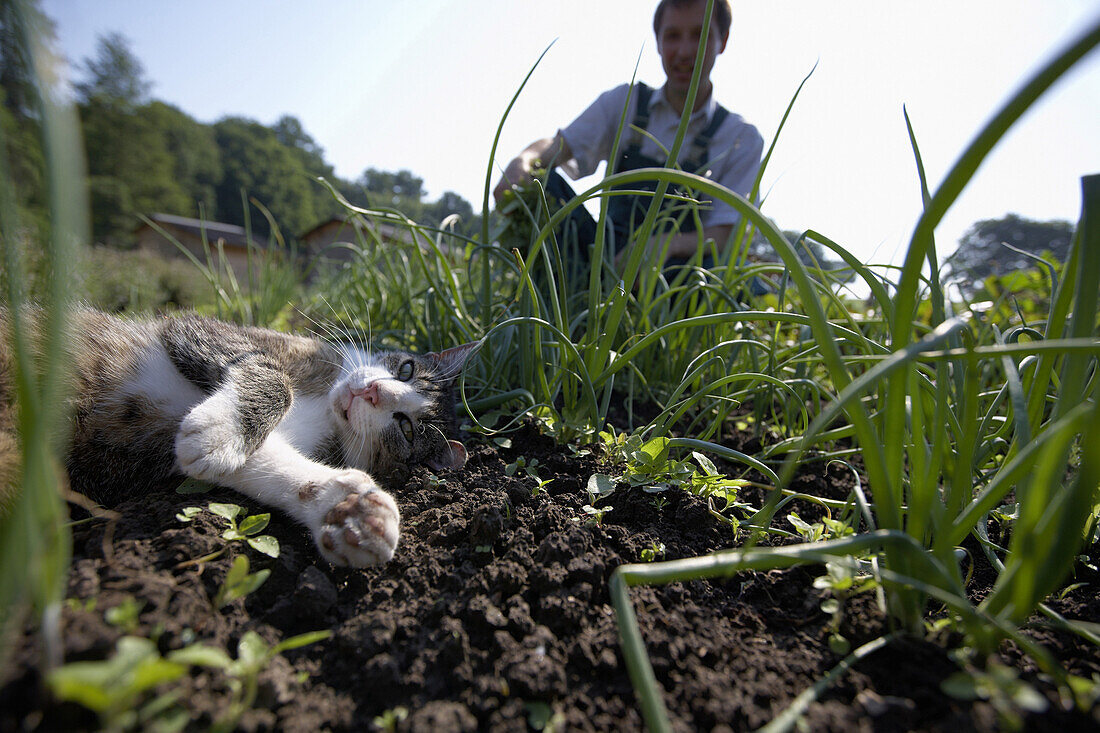Farmer harvesting onions, cat in foreground, biological dynamic (bio-dynamic) farming, Demeter, Lower Saxony, Germany
