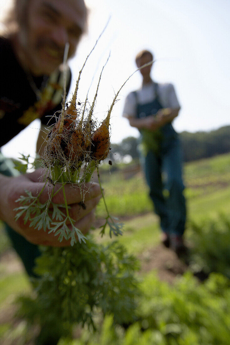 Landwirt hält frische Karotten, biologisch-dynamische Landwirtschaft, Demeter, Niedersachsen, Deutschland