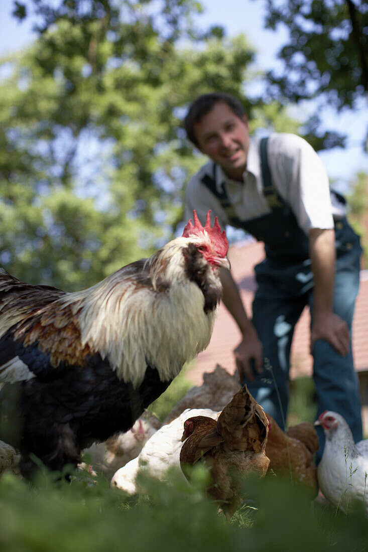 Hahn und Hühner, Landwirt im Hintergrund, biologisch-dynamische Landwirtschaft, Demeter, Niedersachsen, Deutschland