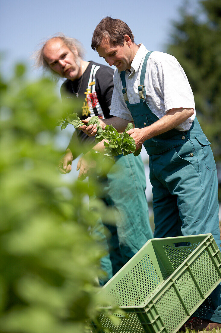 Farmer harvesting mint, biological dynamic (bio-dynamic) farming, Demeter, Lower Saxony, Germany