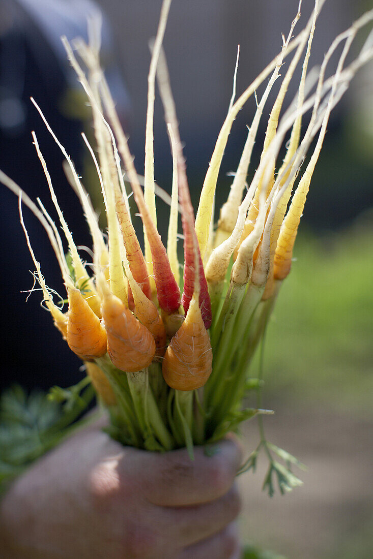 Freshly carrots, biological dynamic (bio-dynamic) farming, Demeter, Lower Saxony, Germany