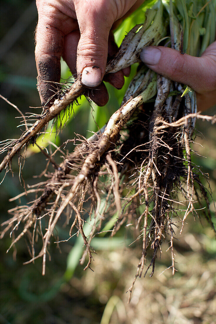 Farmer holding purple salsify, biological dynamic (bio-dynamic) farming, Demeter, Lower Saxony, Germany