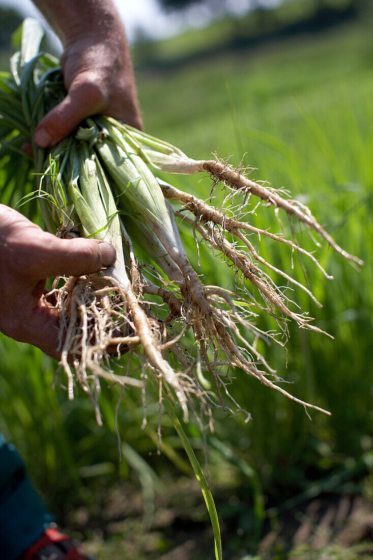 Landwirt hält Haferwurzel, biologisch-dynamische Landwirtschaft, Demeter, Niedersachsen, Deutschland