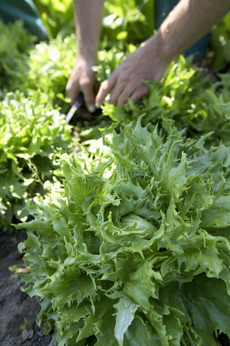 Landwirt im Salatfeld, biologisch-dynamische Landwirtschaft, Demeter, Niedersachsen, Deutschland