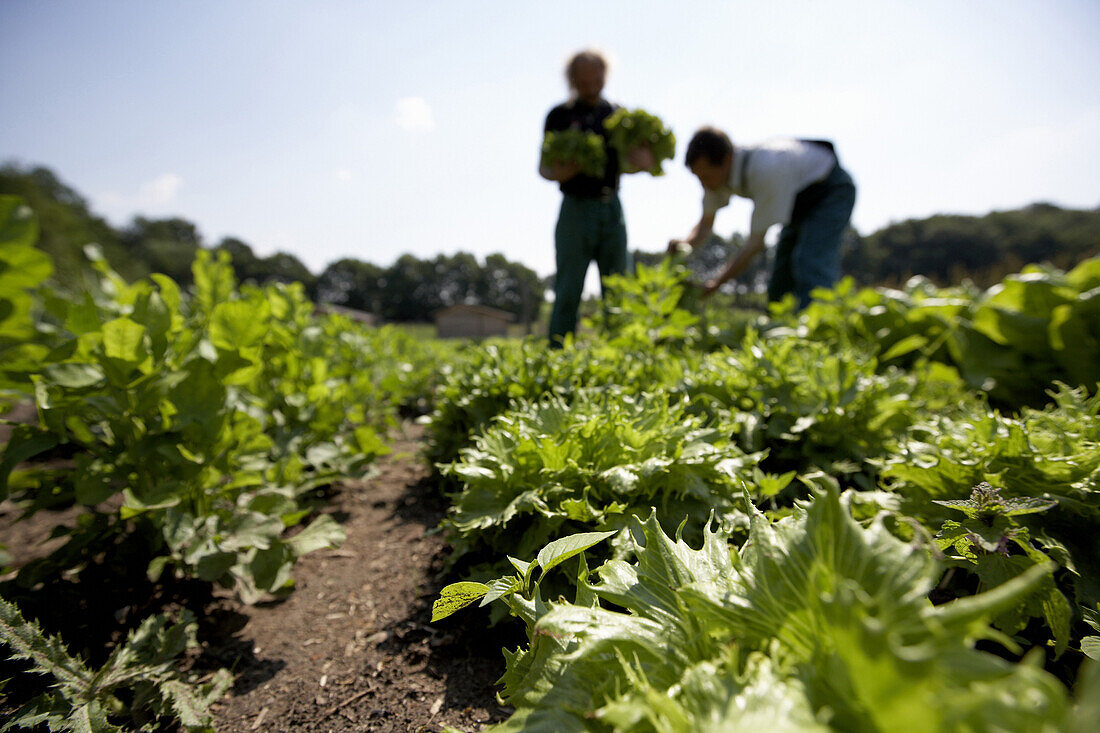 Farmer harvesting lettuce, biological dynamic (bio-dynamic) farming, Demeter, Lower Saxony, Germany
