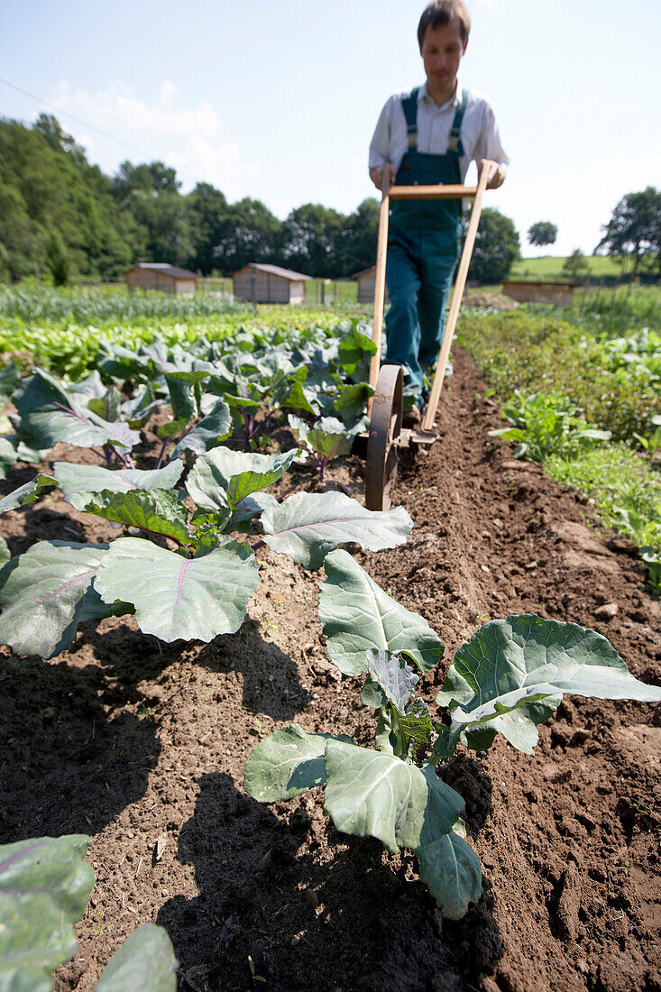 Farmer using cultivator, driving through red cauliflower, biological dynamic (bio-dynamic) farming, Demeter, Lower Saxony, Germany