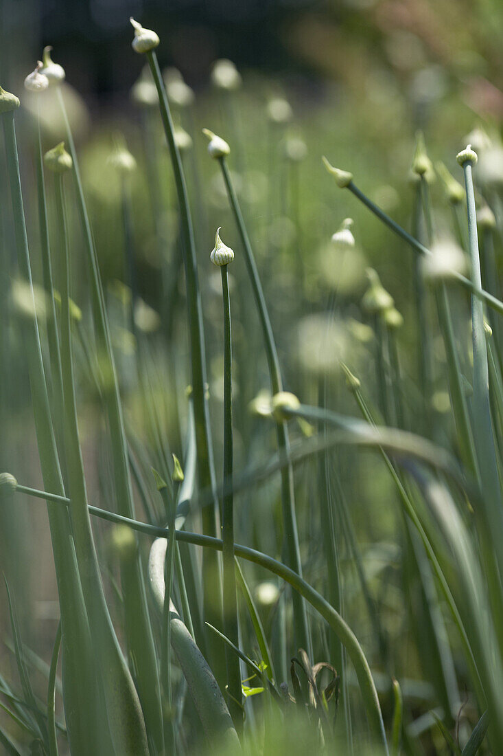 Blühende Zwiebeln, biologisch-dynamische Landwirtschaft, Demeter, Niedersachsen, Deutschland