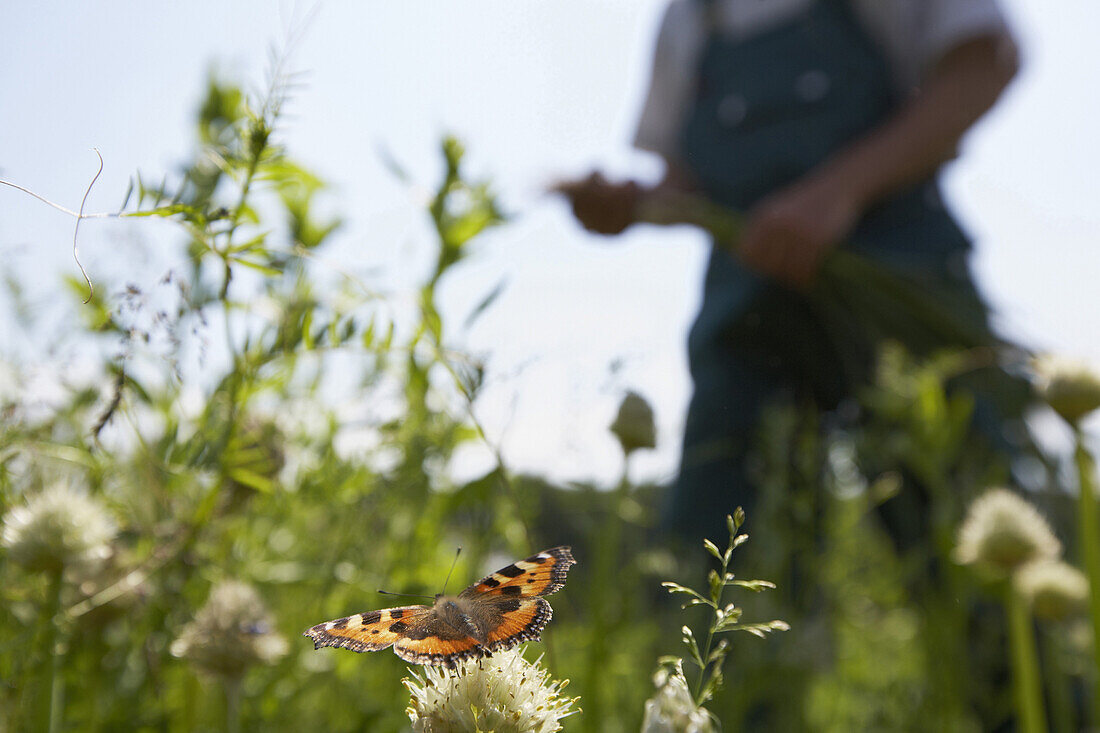 Small Tortoiseshell on welsh onion, biological dynamic (bio-dynamic) farming, Demeter, Lower Saxony, Germany