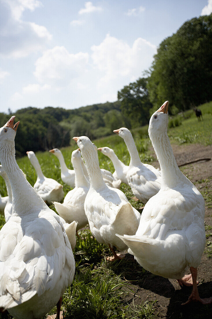 Diepholzer Gänse, biologisch-dynamische Landwirtschaft, Demeter, Niedersachsen, Deutschland