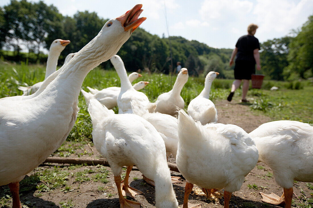 Diepholz geese eating, biological dynamic (bio-dynamic) farming, Demeter, Lower Saxony, Germany