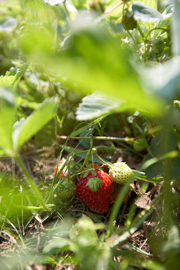 Reife Erdbeeren, biologisch-dynamische Landwirtschaft, Demeter, Niedersachsen, Deutschland
