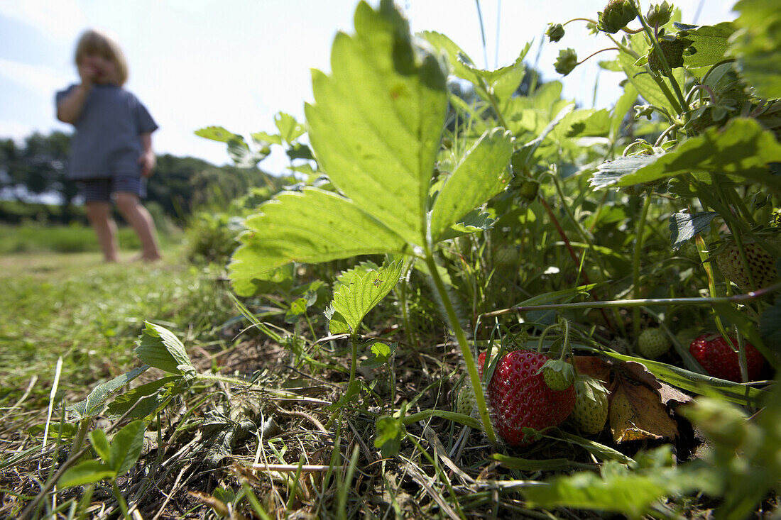 Reife Erdbeeren, biologisch-dynamische Landwirtschaft, Demeter, Niedersachsen, Deutschland