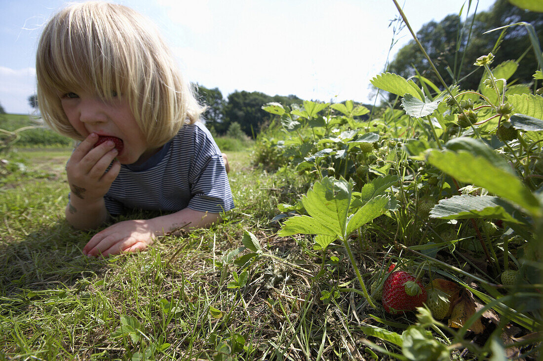 Junge liegt im Gras und isst frische Erdbeeren, biologisch-dynamische Landwirtschaft, Demeter, Niedersachsen, Deutschland