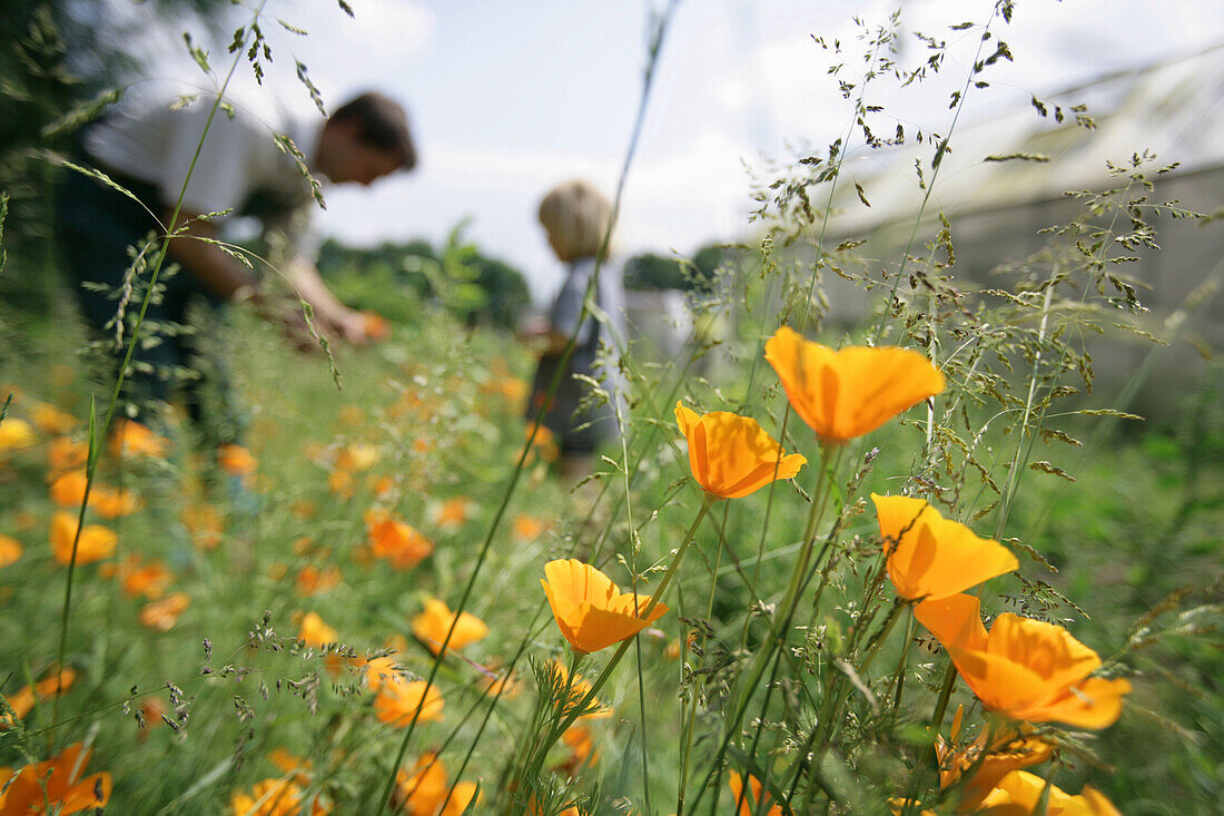 Vater und Sohn zwischen Kalifornischem Goldmohn, biologisch-dynamische Landwirtschaft, Demeter, Niedersachsen, Deutschland