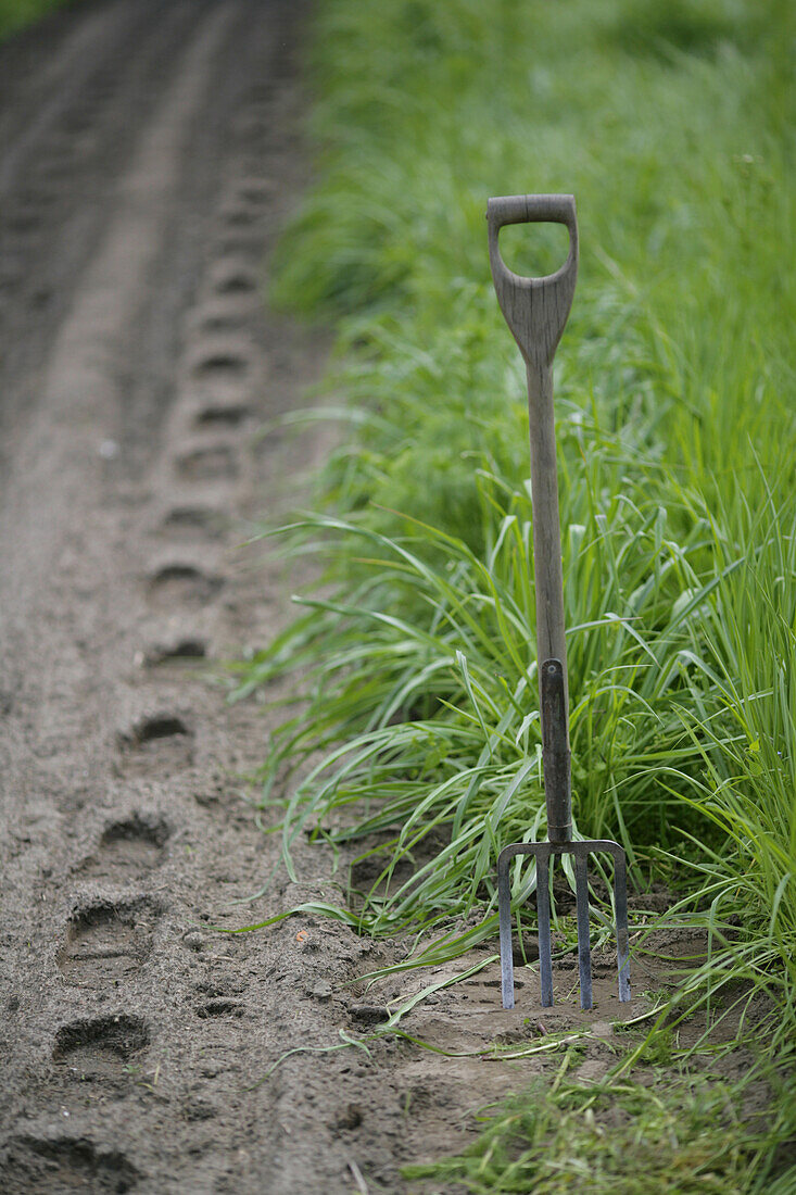 Spading fork in purple salsify patch (Tragopogon porrifolius), biological dynamic (bio-dynamic) farming, Demeter, Lower Saxony, Germany