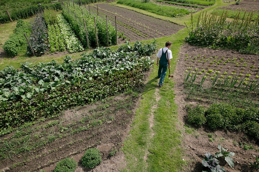 Farmer between vegetable patches, biological dynamic (bio-dynamic) farming, Demeter, Lower Saxony, Germany