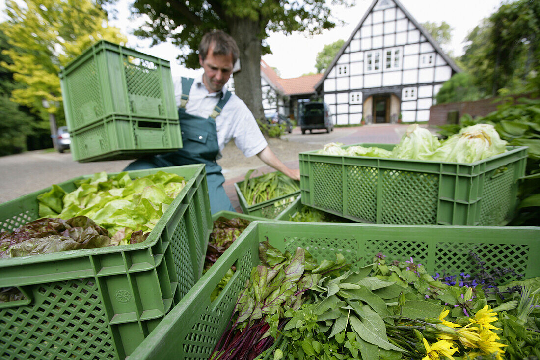 Landwirt verlädt Kisten mit frischem Gemüse, biologisch-dynamische Landwirtschaft, Demeter, Niedersachsen, Deutschland