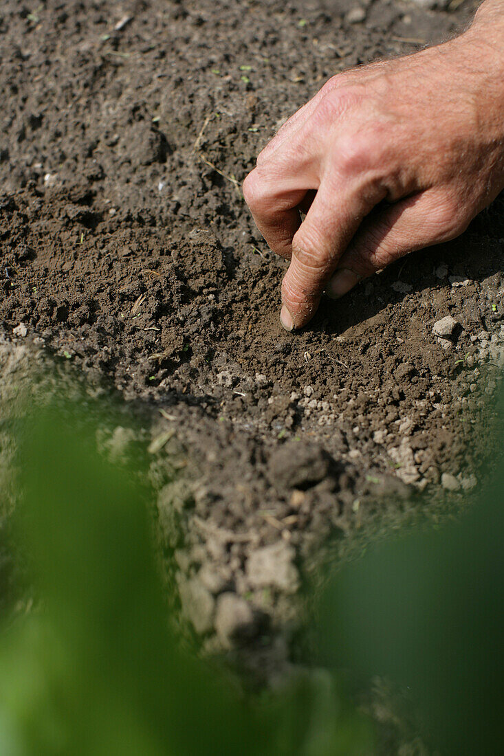 Sprößlinge, biologisch-dynamische Landwirtschaft, Demeter, Niedersachsen, Deutschland