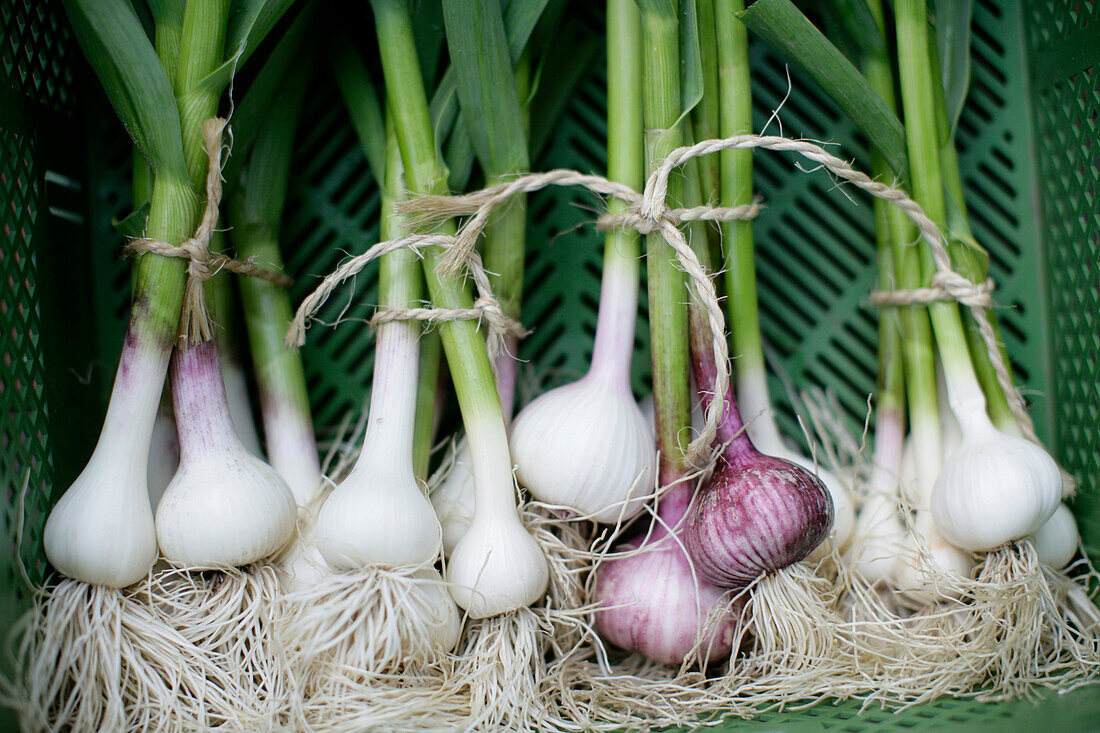 Frühlingszwiebeln in Gemüsekiste, biologisch-dynamische Landwirtschaft, Demeter, Niedersachsen, Deutschland