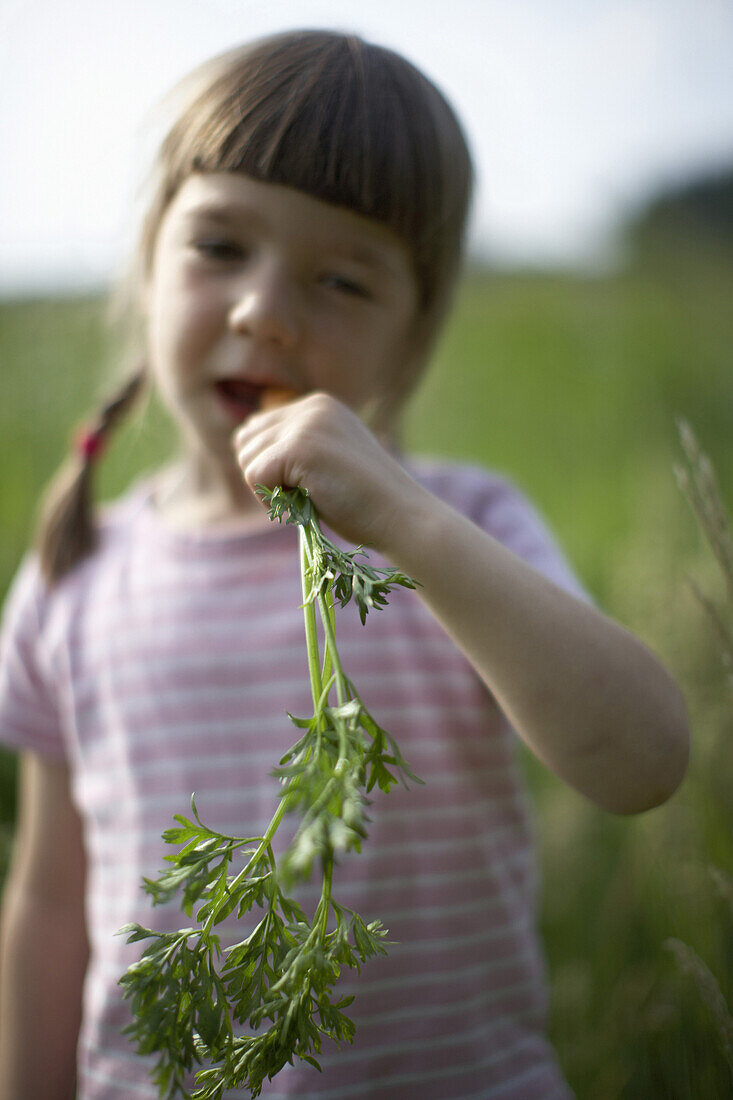 Mädchen (4 Jahre) frisst Möhre aus biologisch-dynamischer Landwirtschaft, Niedersachsen, Deutschland
