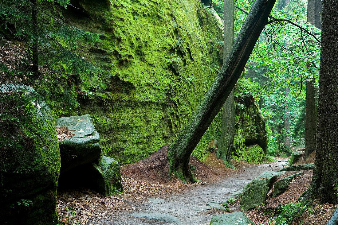 Uttewalder Ground, Saxon Switzerland National Park, Lohmen, Saxony, Germany