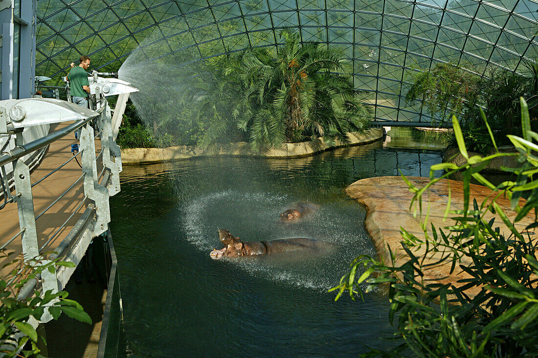 Hippopotamus House, spanned by two fine-meshed glass domes,  Zoo Berlin