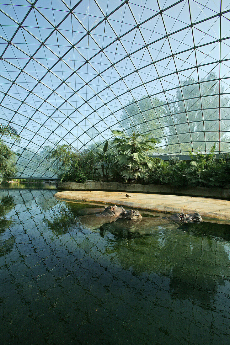 Flußpferdhaus im Berliner Zoo
