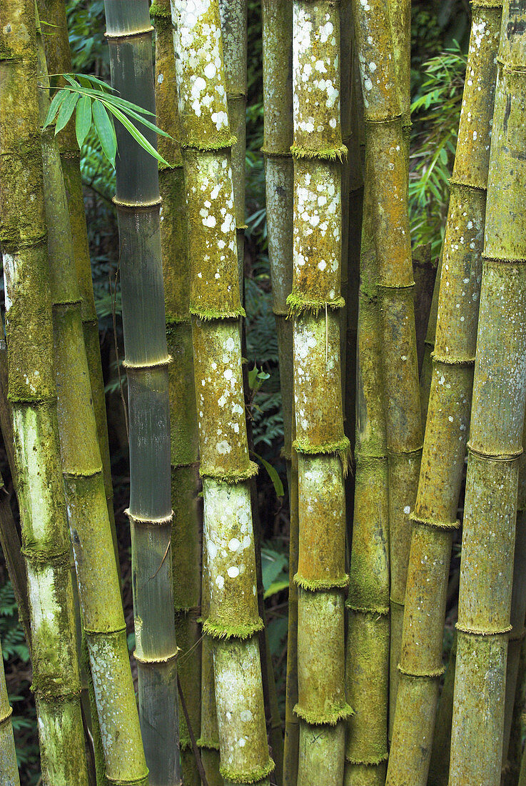 Bamboo stems, cloud forest on a volcano in the Minahasa highlands, North Sulawesi, Indonesia