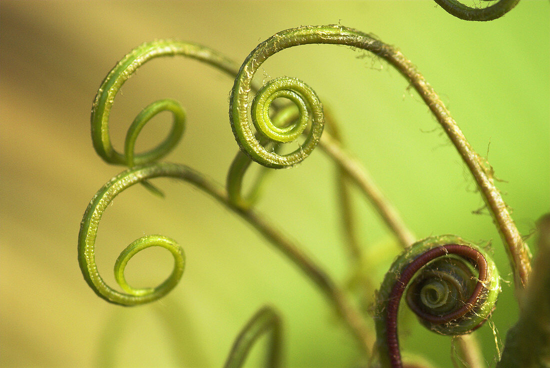 Frond of a fern, cloud forest on a volcano in the Minahasa highlands, North Sulawesi, Indonesia