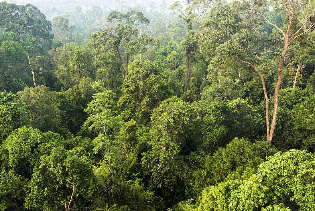 Tropical lowland rainforest, canopy, canopy, Bukit Bankirai, Kalimantan, Borneo, Indonesia