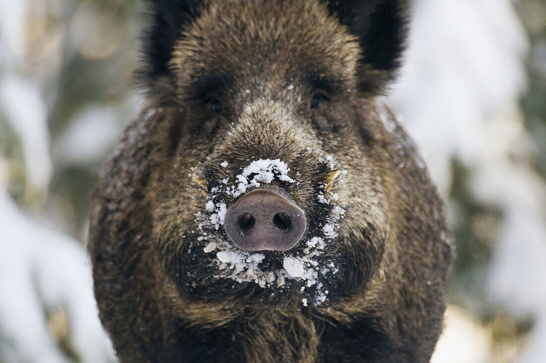 Wild boar (Sus scrofa), front view of trunk and tusks, snow in winter, forest in Bavaria