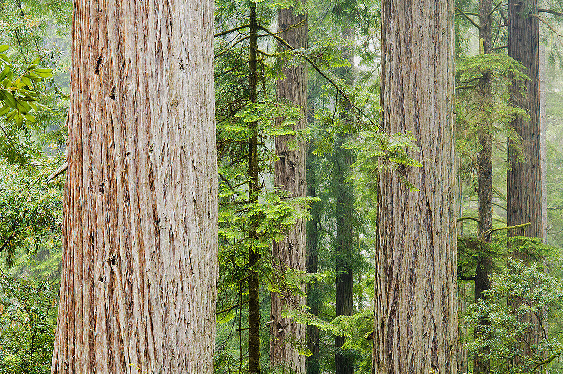 Redwood Forest - Jedediah Smith Redwoods State Park, CA