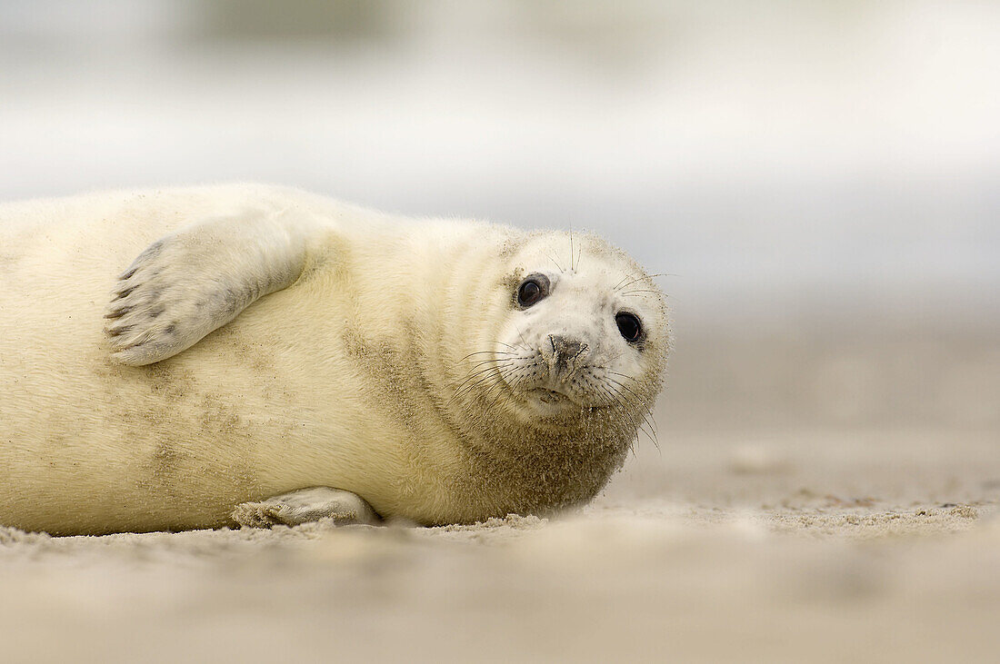 A baby seal (Halichoerus grypus), born in the wintertimes at the shore of Helgoland, is waiting for the mother, which is hunting for hours in the North Sea.