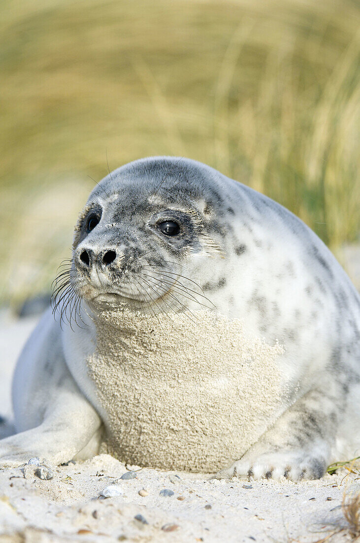 Young seal in the dunes of Helgoland, North Sea, Germany