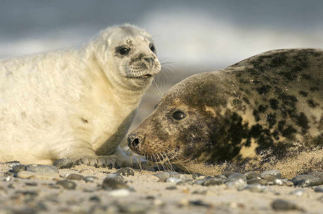 Mother with the young at the shore of Helgoland, North Sea