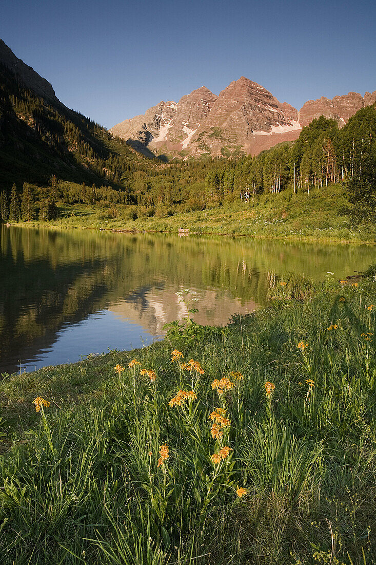America, Aspen, Blue sky, Color, Colorado, Colour, Daisies, Flowers, Lake, Maroon Bells, Pond, Reflection, Rocky mountains, Snow, Spring, Summer, United states, Usa, Water, Wild, S19-656849, agefotostock